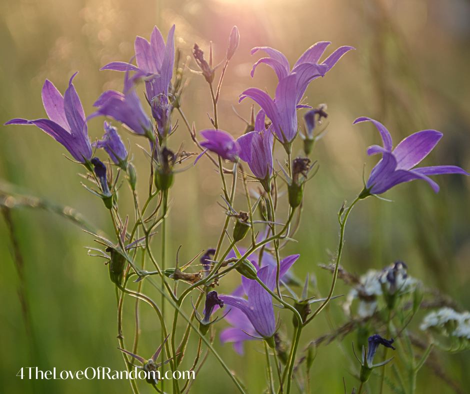 purple flowers 4theloveofrandom.com